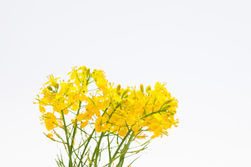 Boutique of beautiful rape seed canola on white background