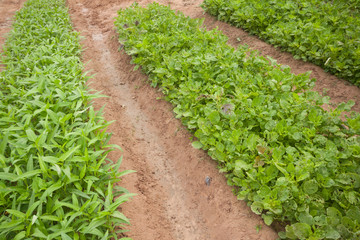Fototapeta na wymiar Rows of vegetable plants in small organic family farm