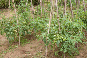 Fototapeta na wymiar Tomatoes vegetable plants in small organic family farm