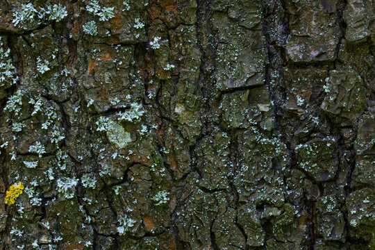 Tree Bark Bright Brownish Green Texture Of Forest Material