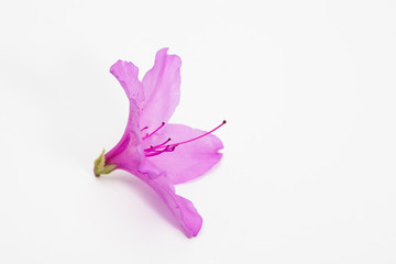 Azalea flower with branch growth isolated on white