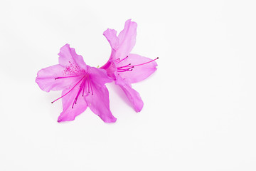 Azalea flower with branch growth isolated on white