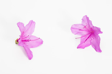 Fototapeta premium Azalea flower with branch growth isolated on white