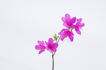 Azalea flower with branch growth isolated on white