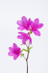 Azalea flower with branch growth isolated on white