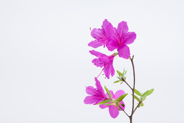 Obraz premium Azalea flower with branch growth isolated on white