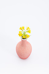 Pretty canola blooming in vase isolated 