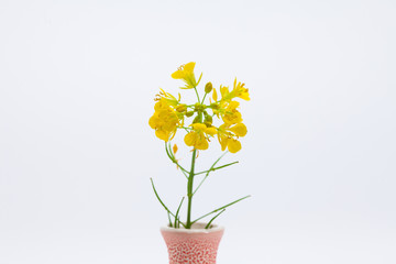 Pretty canola blooming in vase isolated 
