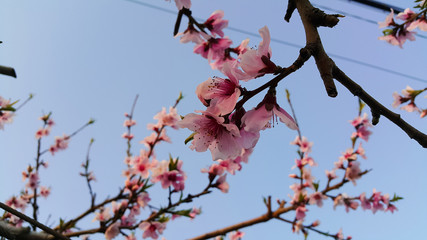 Peach flower blooming in the sky