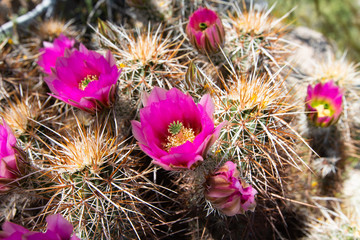 Close up of cuctus in bloom with pink flowers.