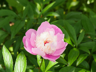 Pink Peony Floral in south korea 
