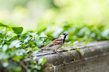 Bird at Villa Borghese, Rome