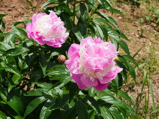 Fototapeta premium Pink Peony Floral in south korea