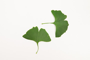 Green ginkgo biloba leaves on a white background