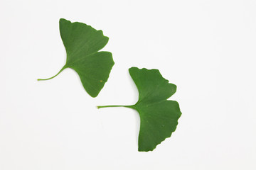 Green ginkgo biloba leaves on a white background