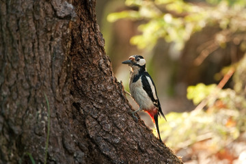 great spotted woodpecker, dendrocopos major, Bohemia forest, nesting