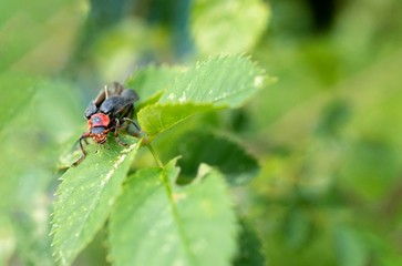 Black and red bug sitting on leaf
