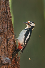 great spotted woodpecker, dendrocopos major, Bohemia forest, nesting