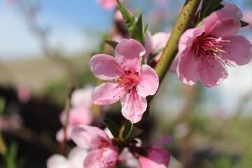 Fototapeta na wymiar pink flowers of tree