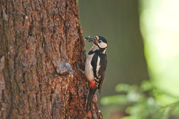 great spotted woodpecker, dendrocopos major, Bohemia forest, nesting