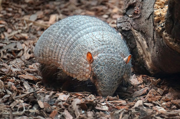 Armadillo animal walking on bedding