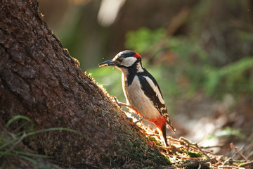 great spotted woodpecker, dendrocopos major, Bohemia forest, nesting
