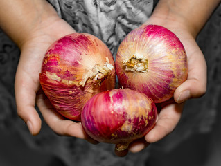 Three red onions in the hands