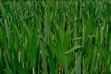 A healthy wheat crop growing in spring