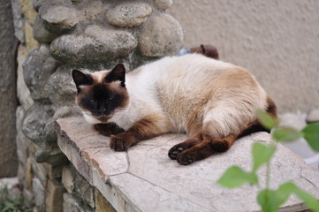 Syamskaya tender old kind cat