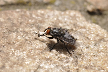 fly insect macro background stone