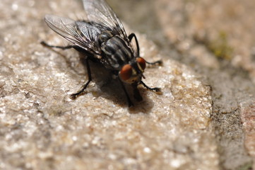 fly insect macro background stone