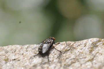 fly insect macro background stone