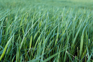 Panoramic view with fresh green meadows in bloom on a beautiful Sunny day. Copyspace. The concept of the background.