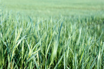Panoramic view with fresh green meadows in bloom on a beautiful Sunny day. Copyspace. The concept of the background.