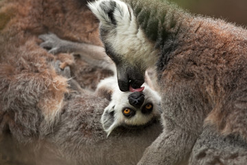 ring-tailed lemur, lemur catta © prochym