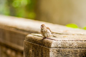 Bird at Villa Borghese, Rome
