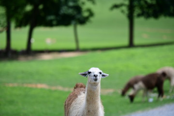 cute lama in a safari park on a sunny day