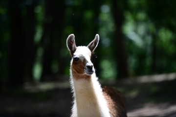 cute lama in a safari park on a sunny day