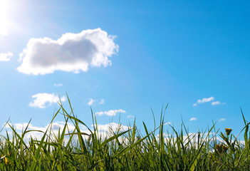 Obraz premium Panoramic view with fresh green meadows in bloom on a beautiful Sunny day against a blue background . Copyspace.