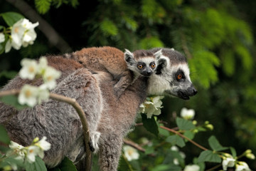 ring-tailed lemur, lemur catta