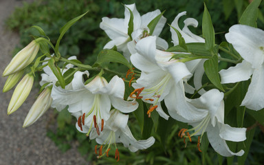 Obraz premium Weiße Lilien (Lilium candidum)
