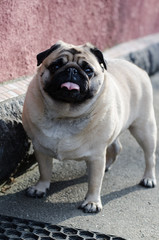 Portrait of cute funny fawn pug dog.