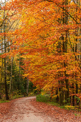 Fototapeta premium Wonderful and brown forest in the autumn, Europe