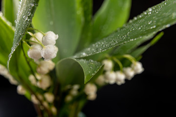 Wet lilies broken from the garden. Beautiful flowers in large magnification.