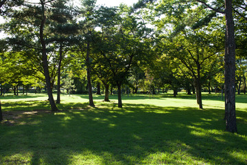 Beautiful sunlight of greensward at Orung Royal tombs heritage in Gyeongju, South Korea