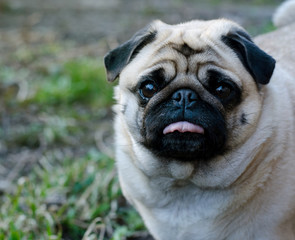 Portrait of cute funny fawn pug dog.