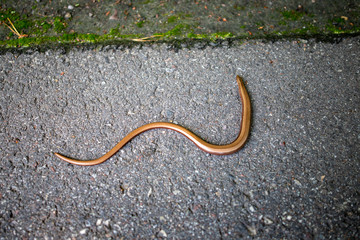 A small grass snake on an asphalt road. Viper on the road in Central Europe.