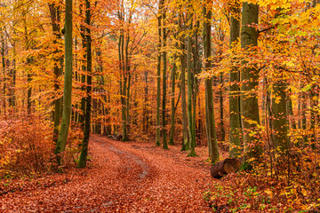 Brown and green forest in the autumn, Europe