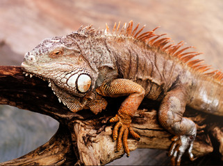 Huge adult iguana resting in the zoo's terrarium
