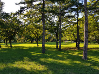 Obraz premium Beautiful sunlight of greensward at Orung Royal tombs heritage in Gyeongju, South Korea